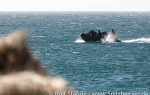 a6_Carcass-Island_04Nov13_078