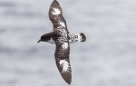 Antarctica 15th January - 19th February, 2013 (Rolf Stange)