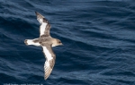 Antarctica 15th January - 19th February, 2013 (Rolf Stange)