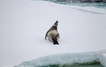 Ross Sea, Antarctica