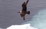 Ross Sea, Antarctica