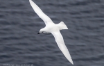 Ross Sea, Antarctica