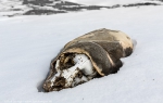 Taylor Valley, Dry Valleys, McMurdo Sound, Antarctica