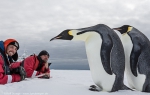 Emperor Penguins, McMurdo Sound, Antarctica