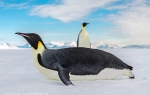 Emperor Penguins, McMurdo Sound, Antarctica