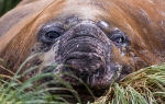 Macquarie Island