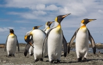 Sandy Bay, Macquarie Island