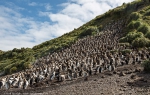 Sandy Bay, Macquarie Island