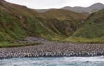 Sandy Bay, Macquarie Island