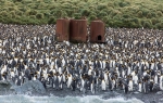 Sandy Bay, Macquarie Island