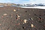 a9_deception-island_13jan15_297