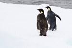 d3_emperor-penguins_24jan15_29