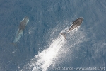 dolphins_05apr09_04