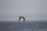 a6_drake-passage_11jan15_068