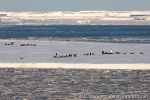 170302a_ross-sea_ice_047