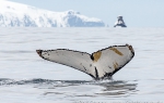 c4_Elephant-Island_17Nov13_299