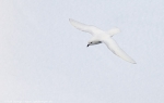c7_Ross-Sea_30Jan13_10