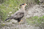 caracara