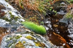 flora_near_glacier