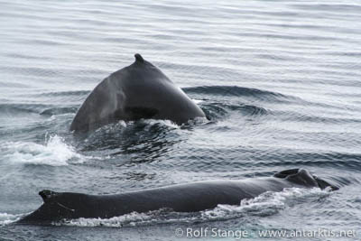 Humpback whales, Antarctica