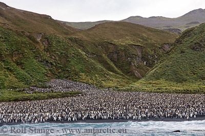 Macquarie Island