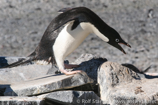 Adelie Pinguin