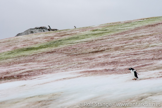  Snow algae and penguins, late March, on Petermann Island, Antarctic Peninsula 