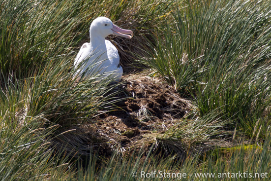 Wanderalbatros, Prion Island, Südgeorgien