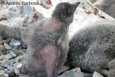 Adelie chick with feather-loss disorder, Hope Bay, Antarctica