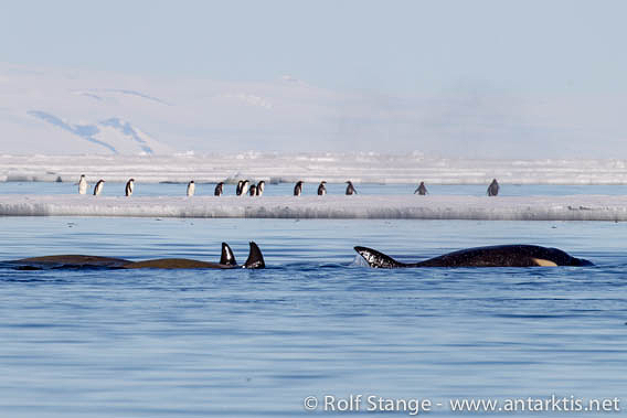 Pinguine und Schwertwale im McMurdo Sound