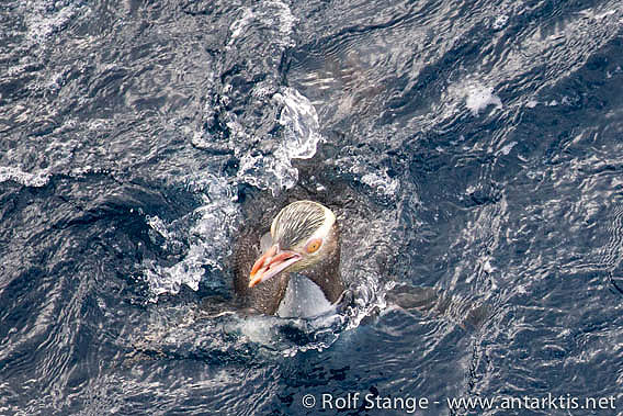 Yellow-eyed penguin