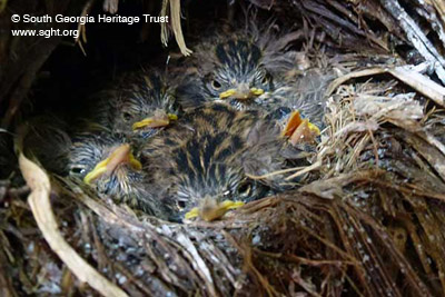 Nest des Südgeorgien-Riesenpipers