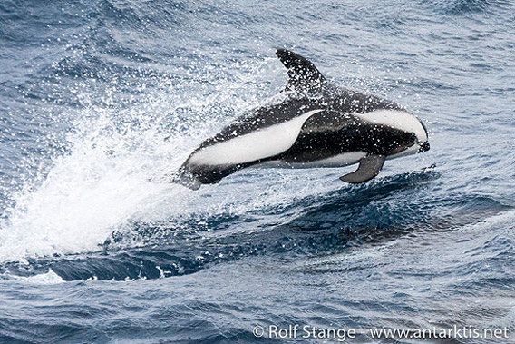 Delfine in der Drake Passage