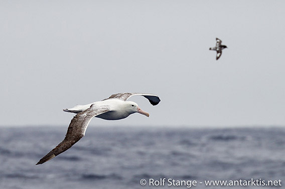 Albatros, Drake-Passage