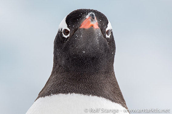 Eselspinguin, Neko Harbor, Antarktische Halbinsel