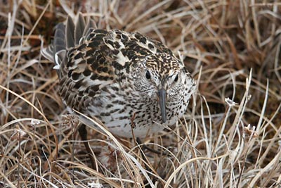 White-rumped sandpiper