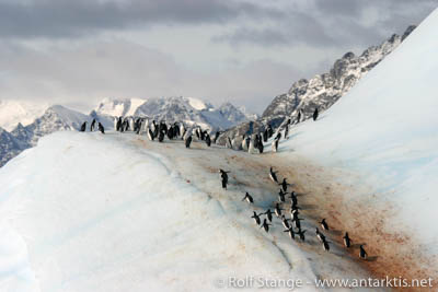 Kehlstreifpinguine, Südorkney-Inseln