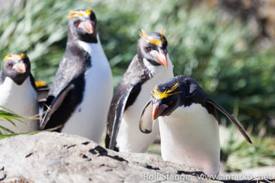 Macaroni penguins, South Georgia