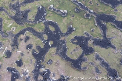 Algae, Petermann Island