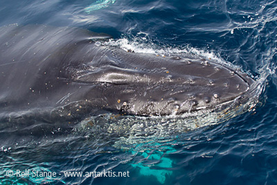 Humpback whale Gerlache Strait