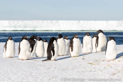 Adéliepinguine im Rossmeer