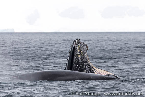 Humpback whales, Antarctica