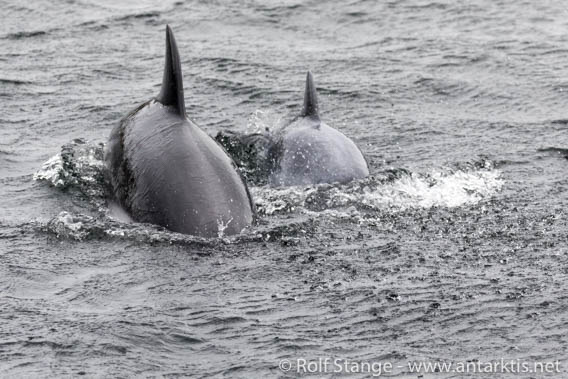 Dolphins, Peninsula Zach