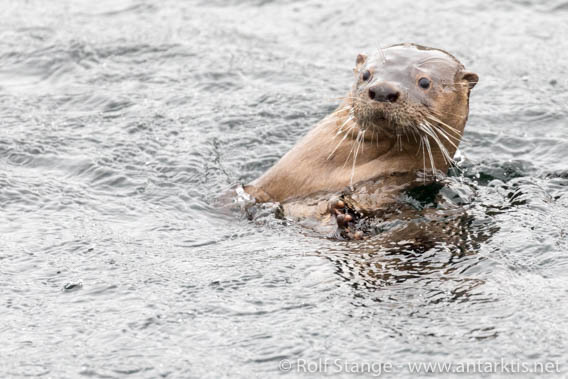 Marine otter, Peninsula Zach