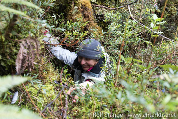 Dichter Urwald in der Caleta Villarica