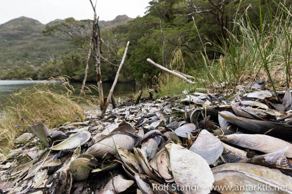 Muschelberge am Strand der Caleta Colibri