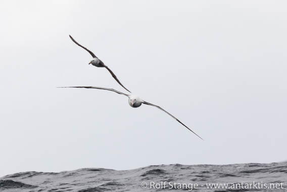 Peninsula de Taitao - 30 March 2018