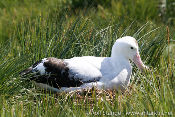 Wanderalbatros auf Prion Island, Südgeorgien