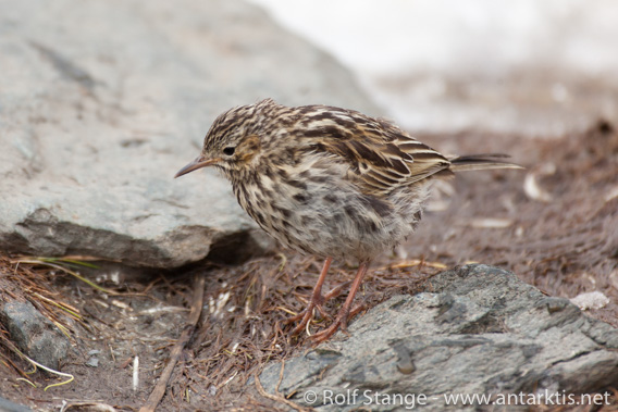 South Georgia pipit